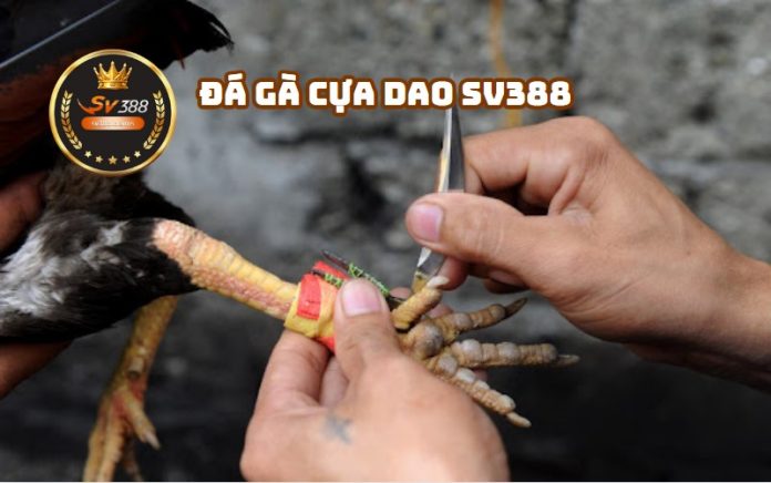 Đá gà cựa dao SV388