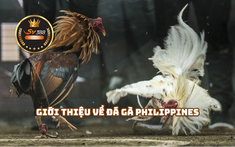 Lịch Sử và Văn Hóa Đá Gà Tại Philippines